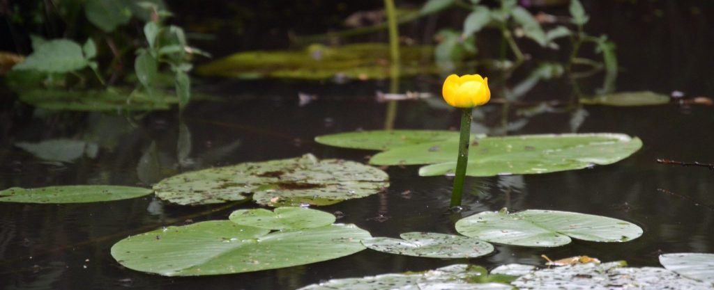 Mälikkälä-Kuninkoja luonnonsuojelualue